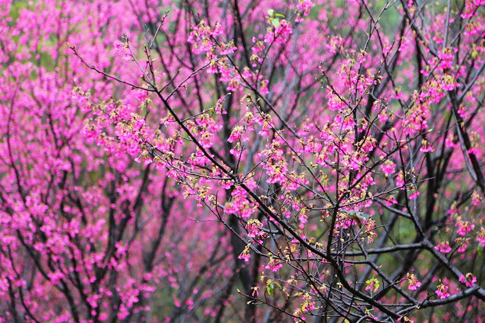 櫻花粉嫩鮮綠模樣，相當醉人。(圖片來源／太極嶺)