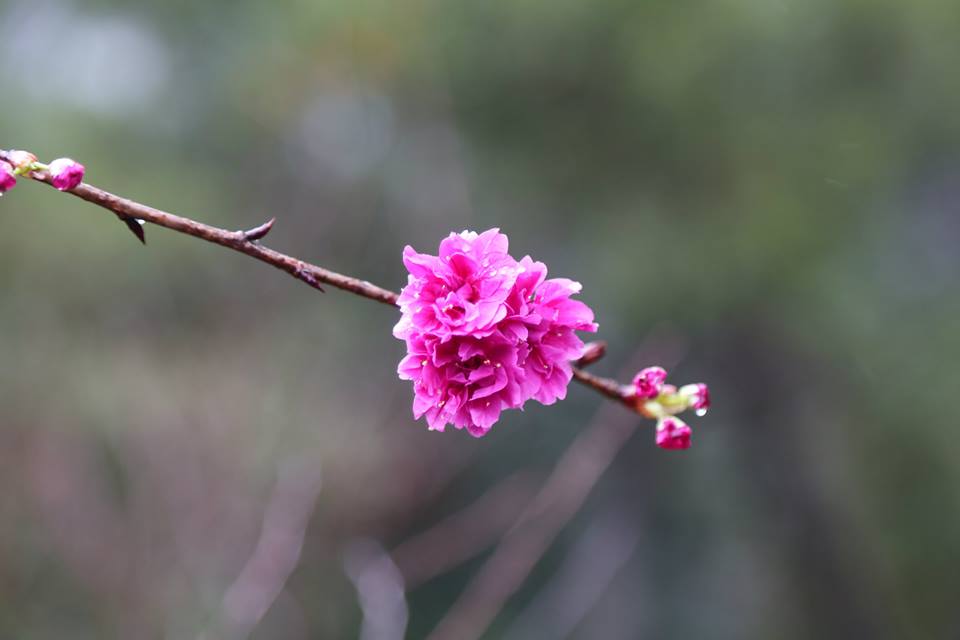 八重櫻。(圖片來源／太極嶺)