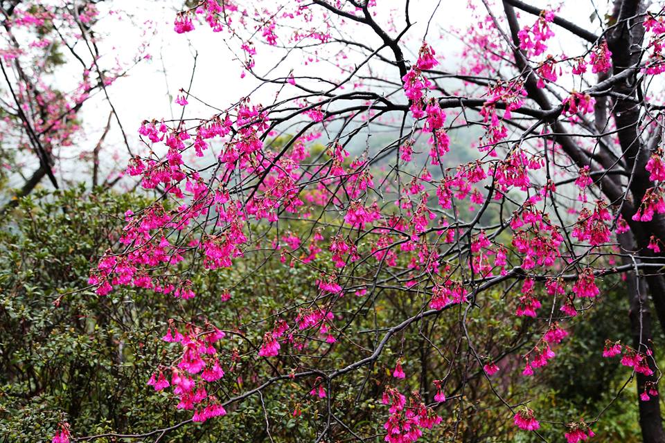 朵朵八重櫻，看起來嬌嫩可愛。(圖片來源／太極嶺)