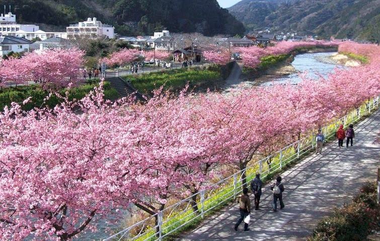 在沖繩河畔，散步賞花好不愜意。(圖片來源／japanican.jp)