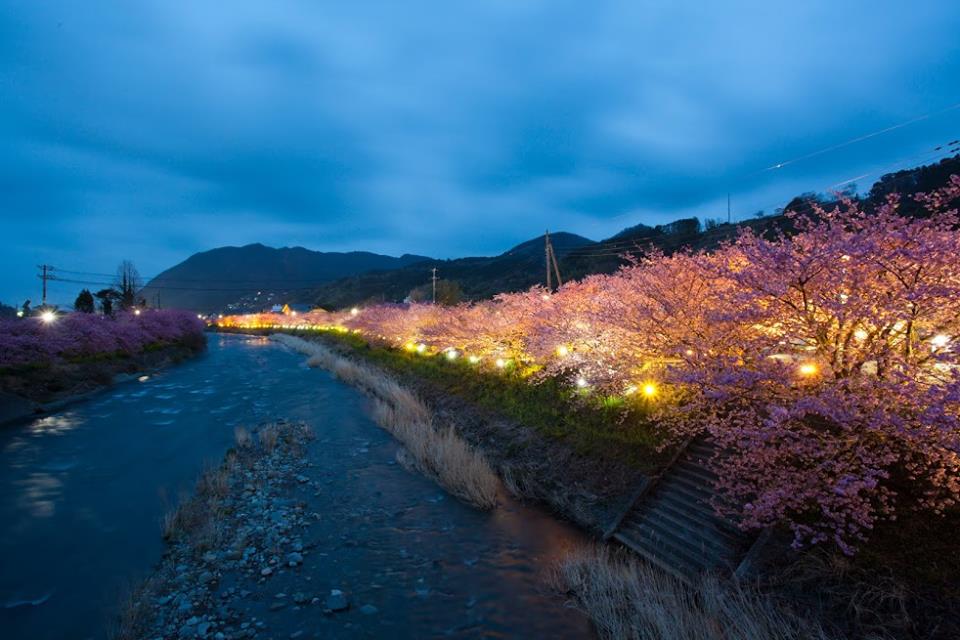 到了夜裡，打上燈火，欣賞櫻花另一種面貌。(圖片來源／japanican.jp)