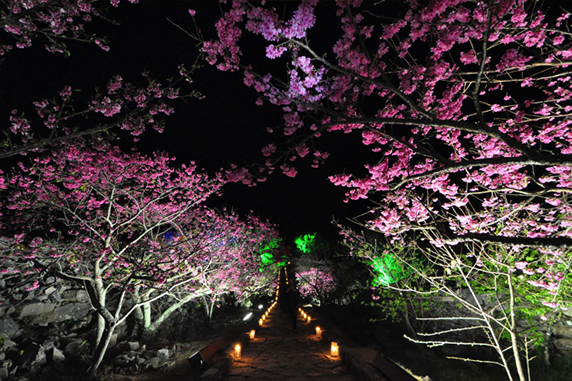 今歸仁城櫻花祭為期半個月，於今歸仁成跡舉辦。(圖片來源／visitokinawa)