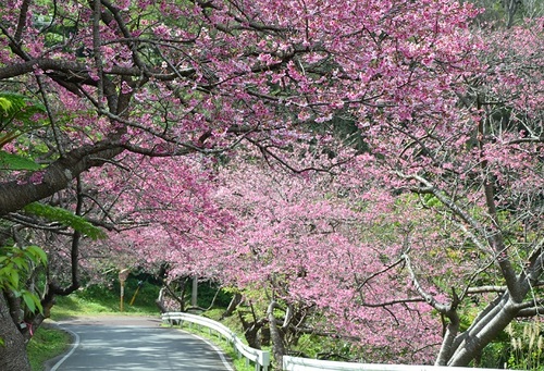 八重岳櫻花祭於八重月櫻之森公園舉辦，並舉行櫻花小姐演唱會等活動。(圖片來源／sohcradio)