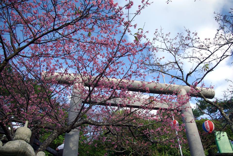 晴朗的沖繩搭配粉紅色的櫻花風景鮮艷動人。(圖片來源／Visit Japan for HK)