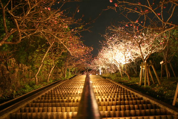 到了夜裡成排的櫻花大道，散發浪漫氛圍。(圖片來源／Visit Japan for HK)