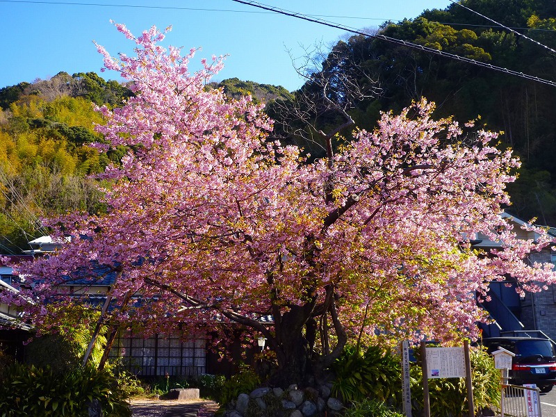 靜岡縣的河律櫻，是本洲最早開的櫻花。(圖片來源／kawazuzakura)