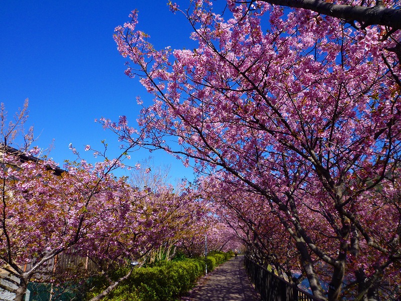 鮮豔飽和的河律櫻，花期約為一個月。(圖片來源／kawazuzakura)