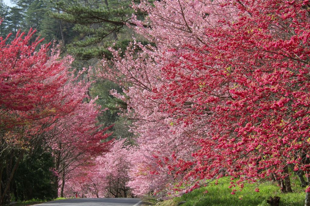 台中櫻花盛開，七大景點帶你賞櫻去。(圖片來源／台中觀光旅遊網)