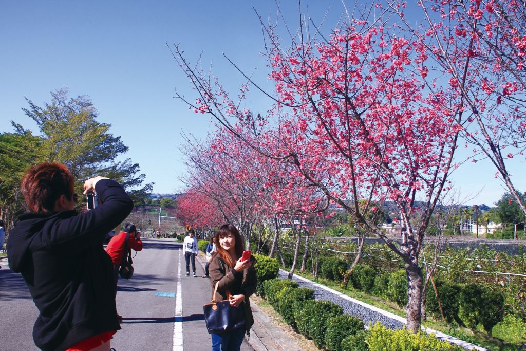 雖然新社櫻花祭至2月8日才開始，已經有不少遊客搶先前往。(圖片來源／台中觀光旅遊網)