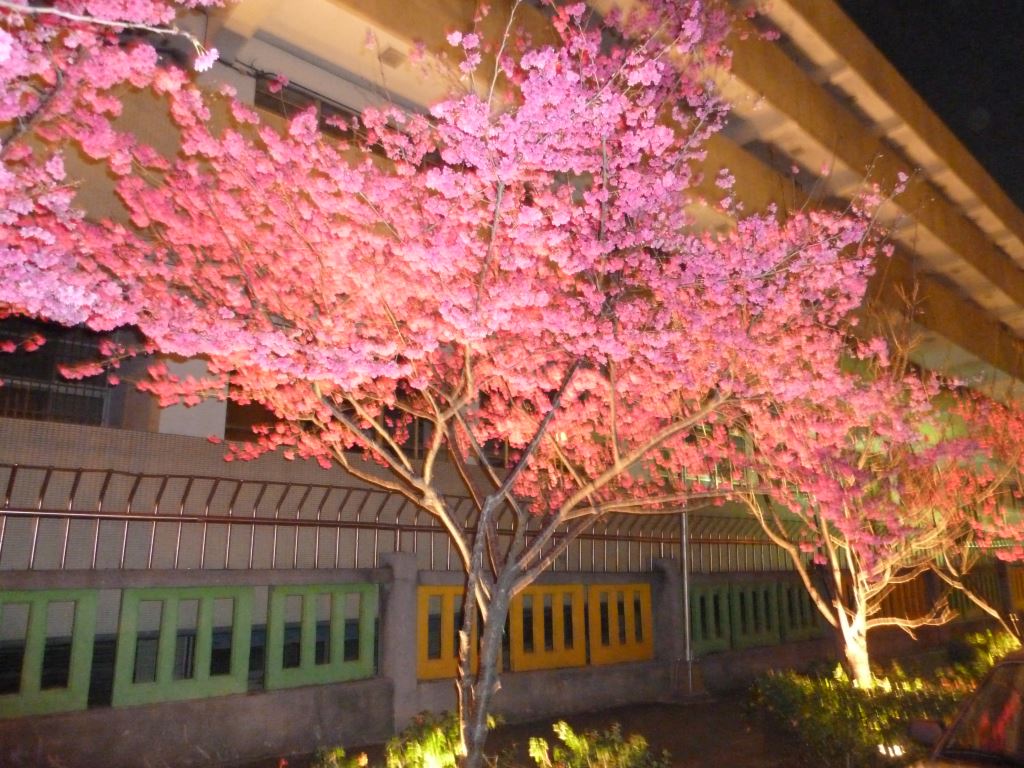 文昌國小市區就有近30顆的櫻花樹可以欣賞。(圖片來源／台中觀光旅遊網)