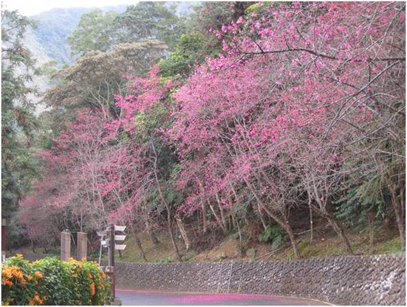 鳳凰自然教育園區櫻花品種包含河津櫻、八重櫻、吉野櫻、山櫻花及霧社櫻等。(圖片提供／生物資源暨農學院實驗林管理處)