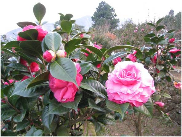 茶花。(圖片來源／生物資源暨農學院實驗林管理處)