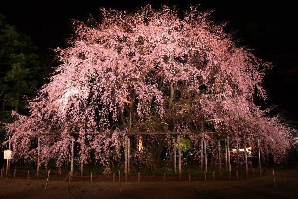 2015年六義園賞櫻活動於3/19開始。(圖片來源／東京都公園協会)