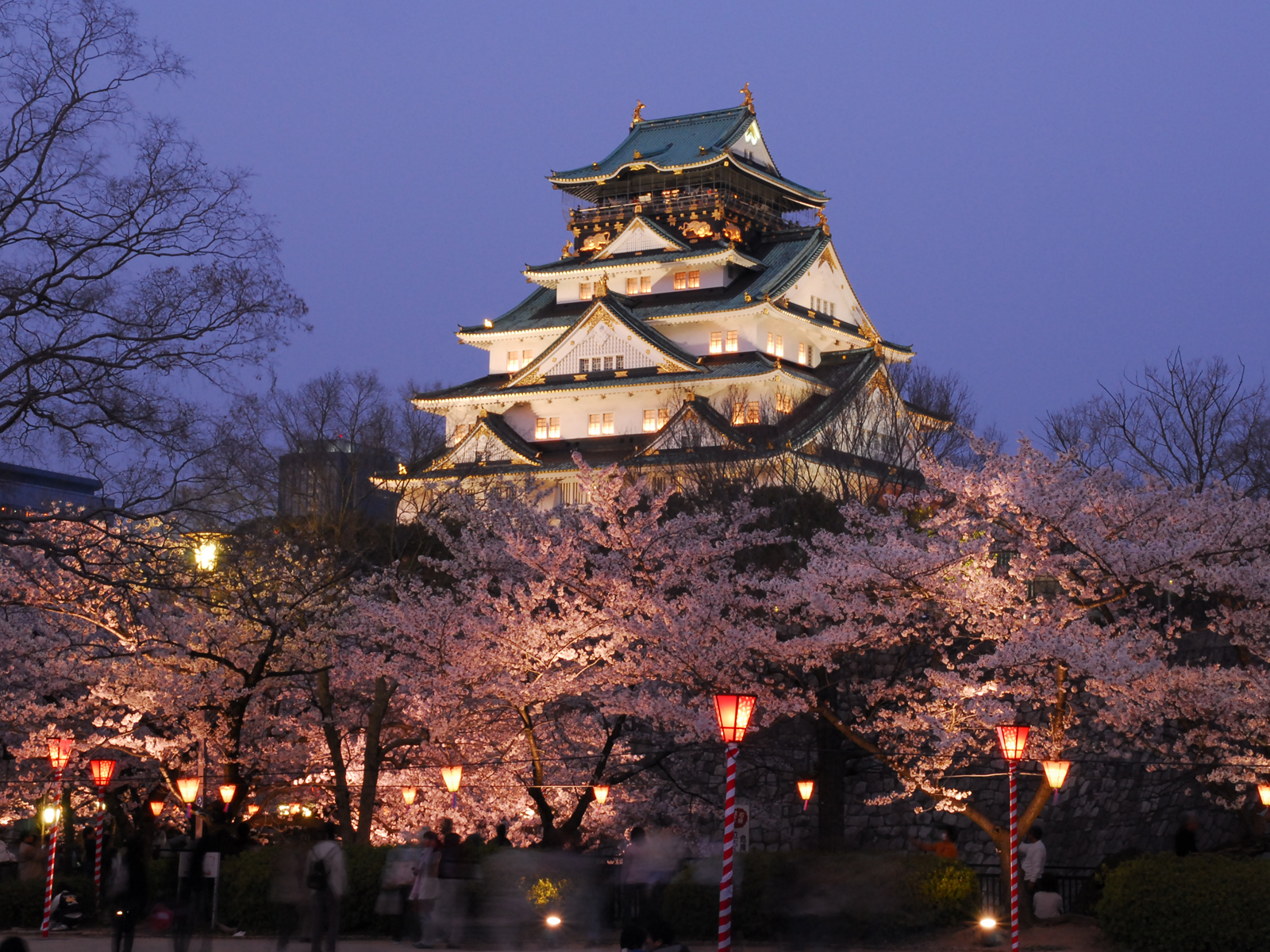 大阪城公園種有多達4300株的櫻花樹，讓大阪城建築如漂浮於櫻花海上的堡壘一般。(圖片來源／yakei-kabegami)