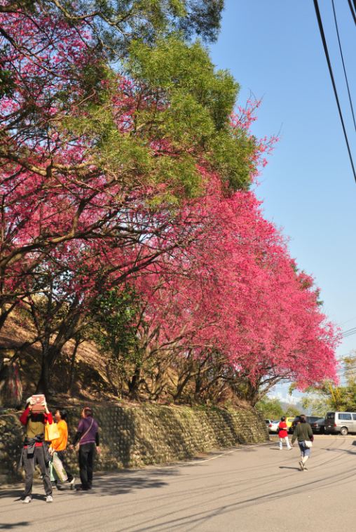 老泉街45巷沿線櫻花。(圖片來源／北市大地處)