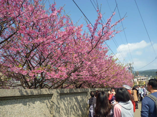 想要欣賞粉嫩櫻花，不須遠行在台北市就能看的到。(圖片來源／北市大地處)