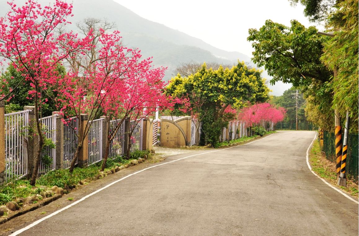 竹子湖產業道路沿線櫻花。(圖片來源／北市大地處)