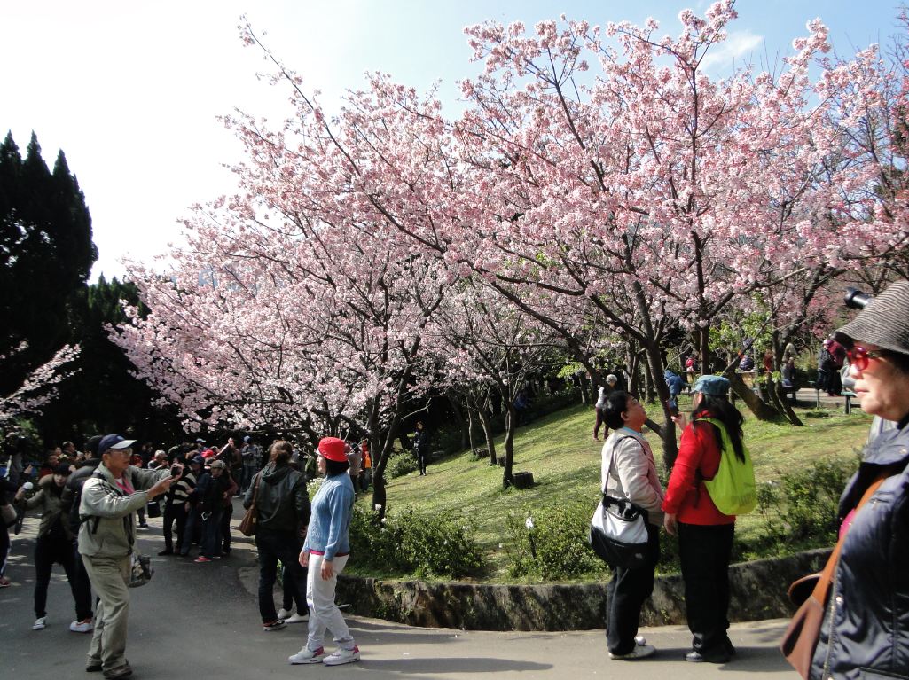 2015陽明山花季於2月7日起開跑。(圖片來源／台北旅遊網)