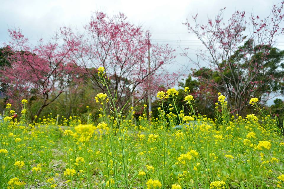 東眼山黃澄澄的油菜花田與一旁粉色櫻花樹相映成輝。(圖片來源／愛ㄑ桃)