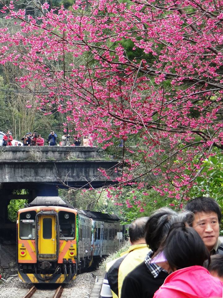 不少民眾把握櫻花時節前來內灣，追逐火車櫻花之美。(圖片來源／台鐵路透社)
