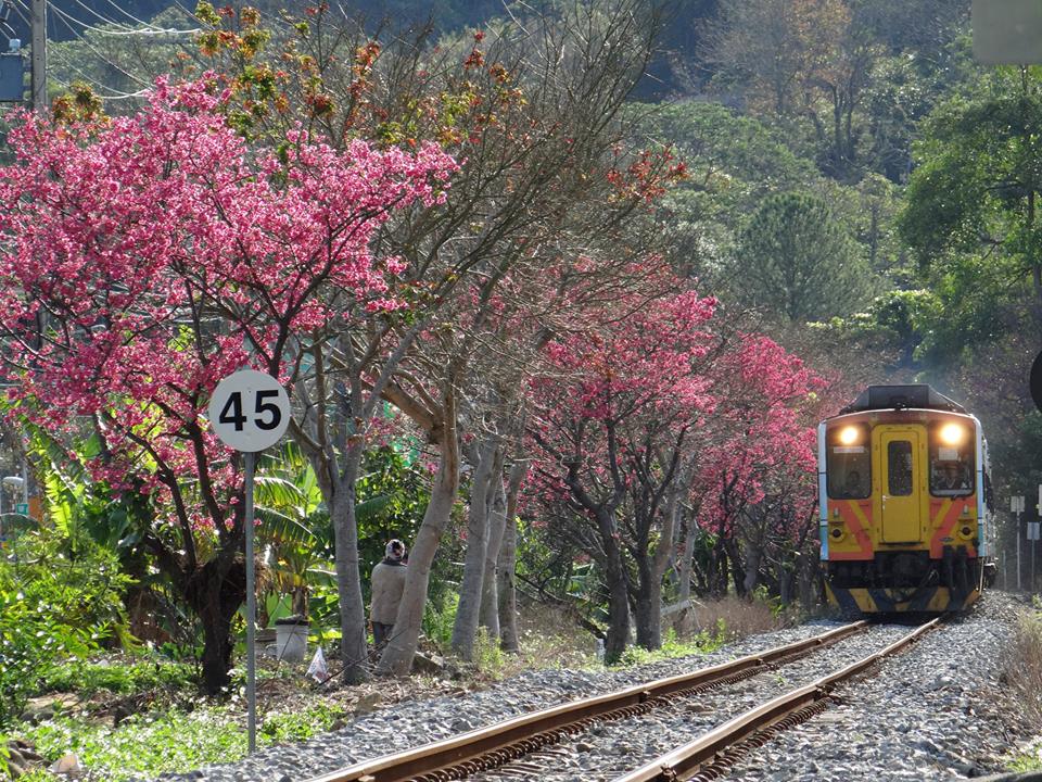粉嫩櫻花與綠樹交疊，讓沿途鐵道風景更添浪漫。(圖片來源／台鐵路透社)