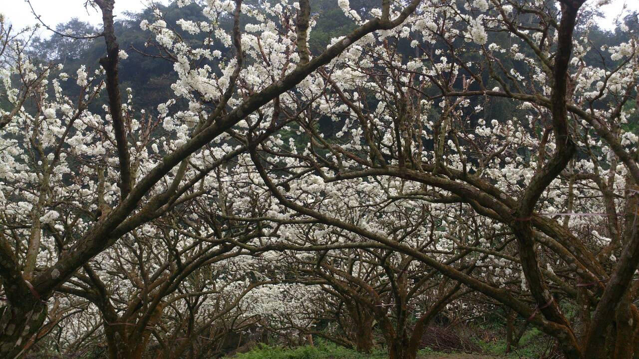 李花團團簇生，與梅花呈現不同樣貌。(圖片來源／嘉義縣政府)