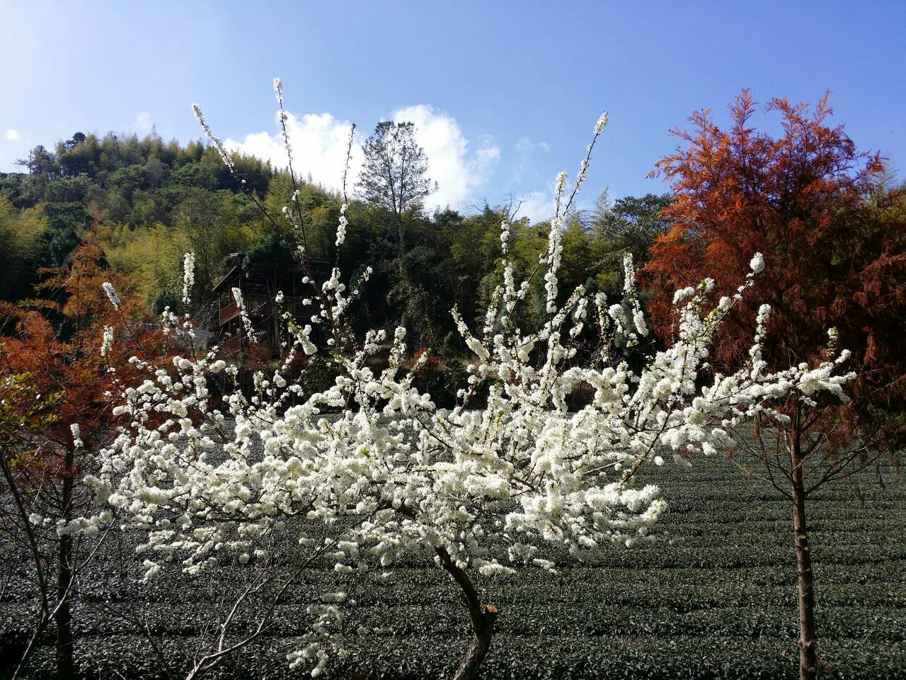 阿里山李花盛開中。(圖片來源／嘉義縣政府)