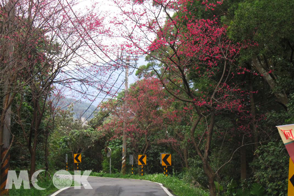 新北市山櫻花正開，歡迎大家一起來淡水追櫻。(圖片提供／新北市政府農業局)