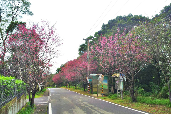 民眾可以沿著滬尾櫻花大道一路健行至淡水老街。(圖片來源／淡水區公所、金色淡水～)