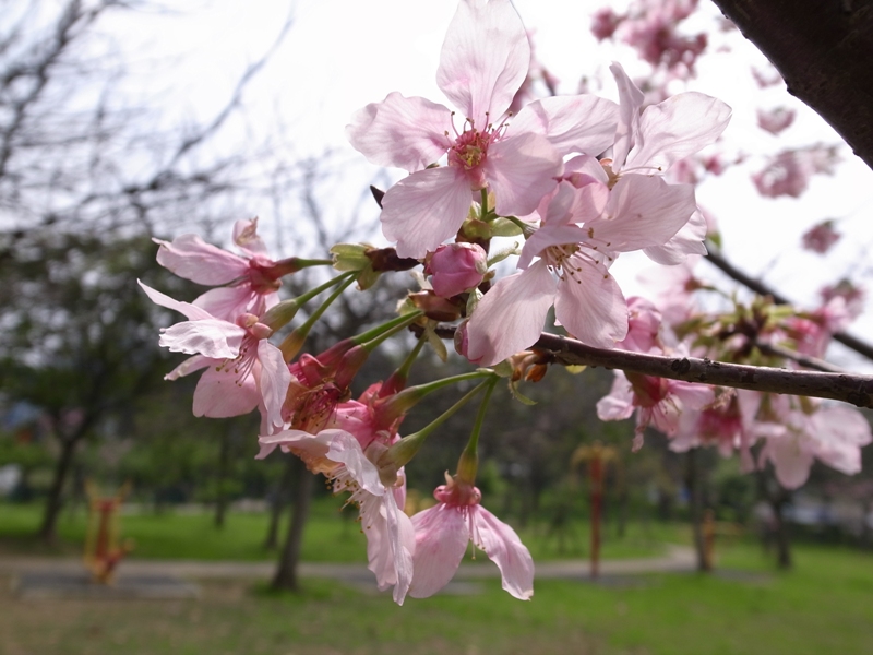 賞櫻不需遠行，新竹公園就可欣賞櫻花盛開美景。(圖片來源／新竹市政府)