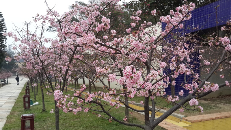 新竹公園，園區內有千株櫻花樹，粉色繽紛浪漫。(圖片來源／新竹市政府)