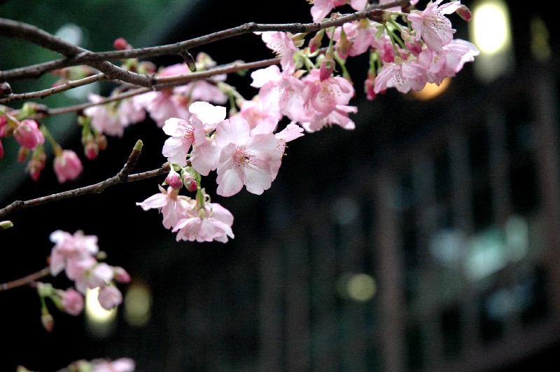 玻璃工藝館、願景館周遭櫻花，約有一百顆的河津櫻來自日北。(圖片來源／新竹市政府)