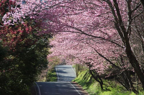 備受期待的武陵櫻花季於2月13日登場。(圖片來源／武陵農場 Wuling Farm)