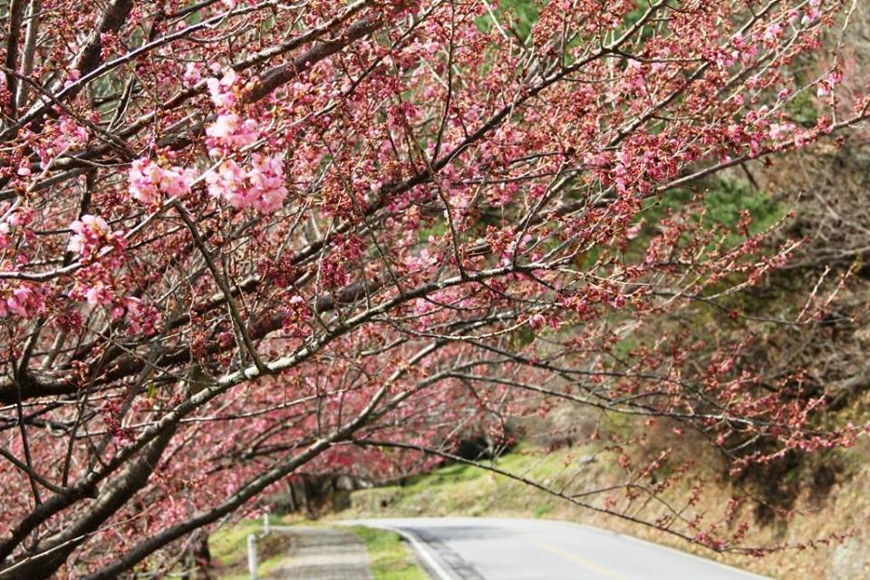 目前櫻花已盛開超過六成。(圖片來源／武陵農場 Wuling Farm)