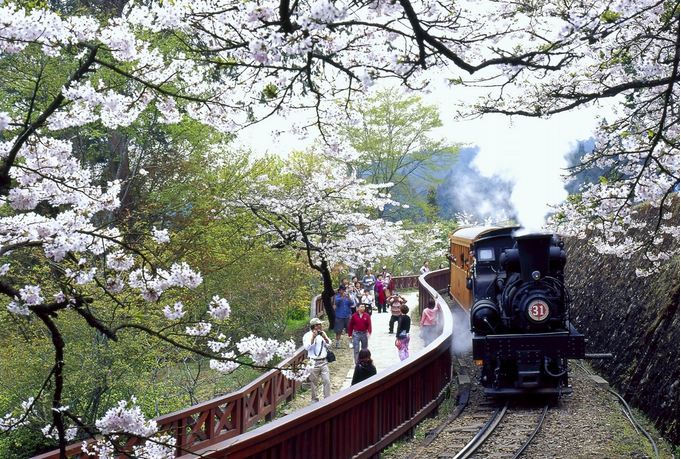 阿里山森林鐵路列車。(圖片來源／台灣觀光局）