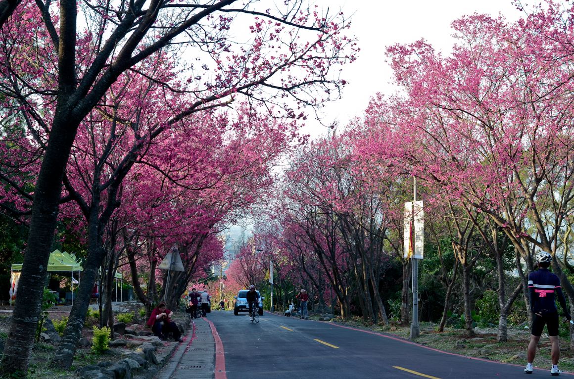 復興三路櫻花隧道。(圖片來源／台北旅遊網）