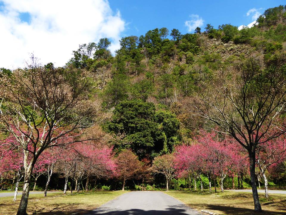 奧萬大園區內綠意盎然，粉紅色的櫻花盛開讓園區充滿春天氣息。(圖片來源／奧萬大情報站)