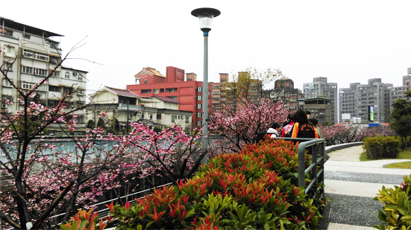 樂活公園，櫻花開。(圖片來源／北捷）