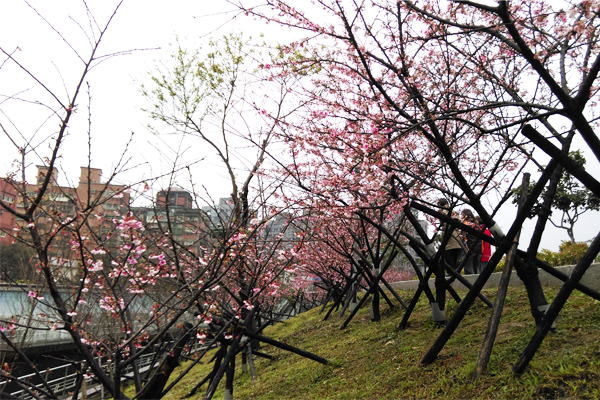 來到樂活公園，帶小朋友來賞櫻還有遊樂器材可以玩耍。(圖片來源／北捷）