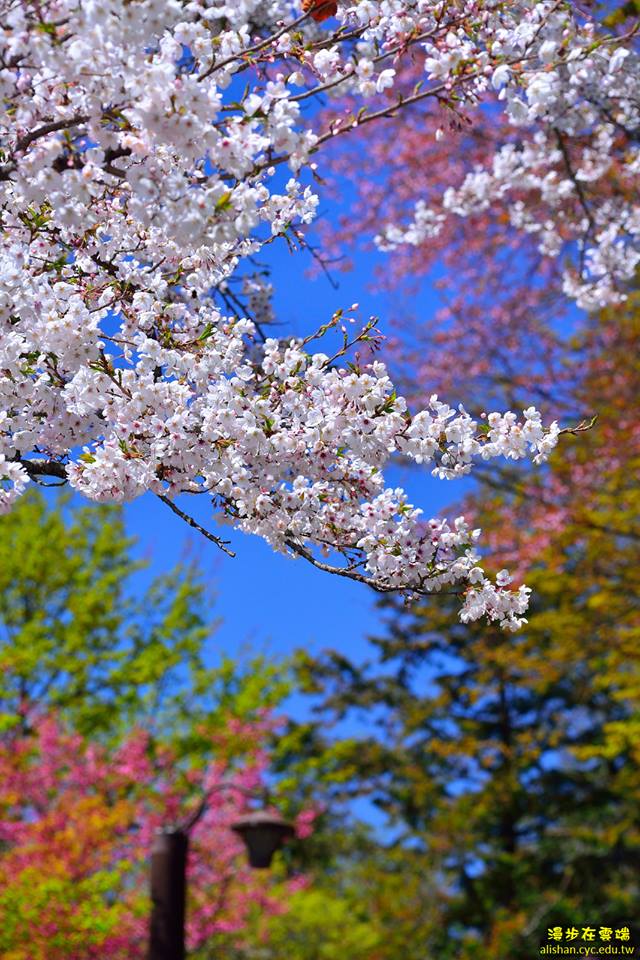 每到春天到阿里山可遇見櫻花滿開美景。(圖片提供／漫步在雲端的阿里山黃源明)