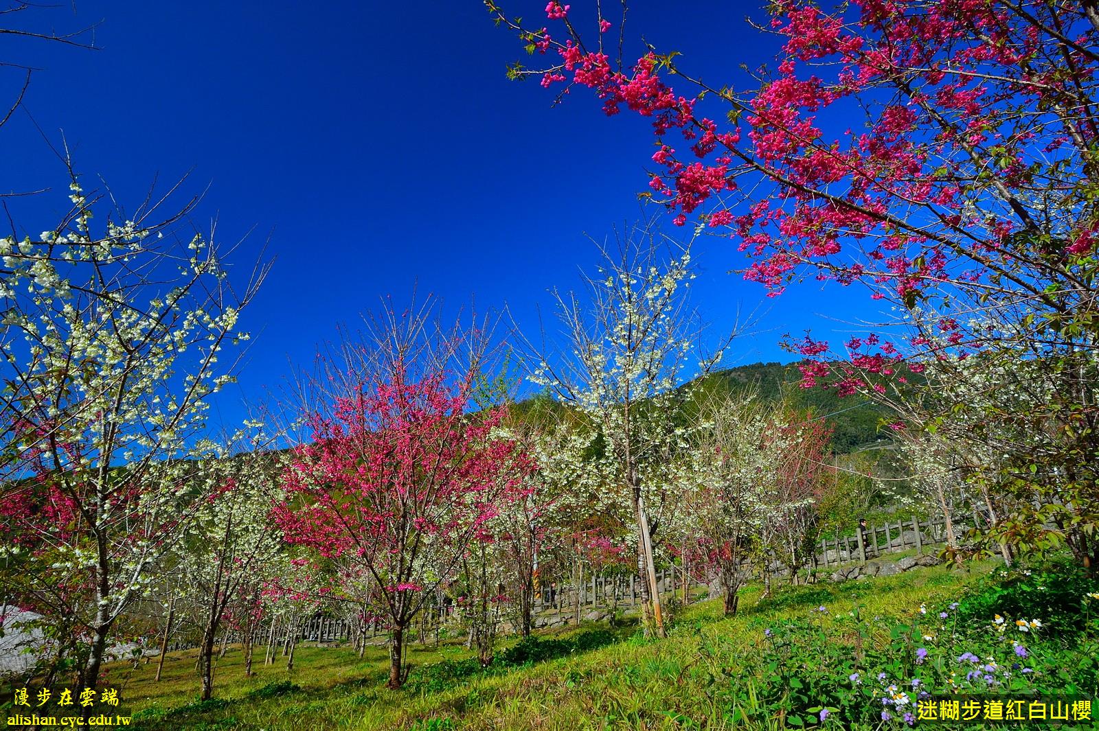 同時種植緋寒櫻、白花山櫻的迷糊步道，兩色櫻花相映輝。(圖片提供／漫步在雲端的阿里山黃源明)