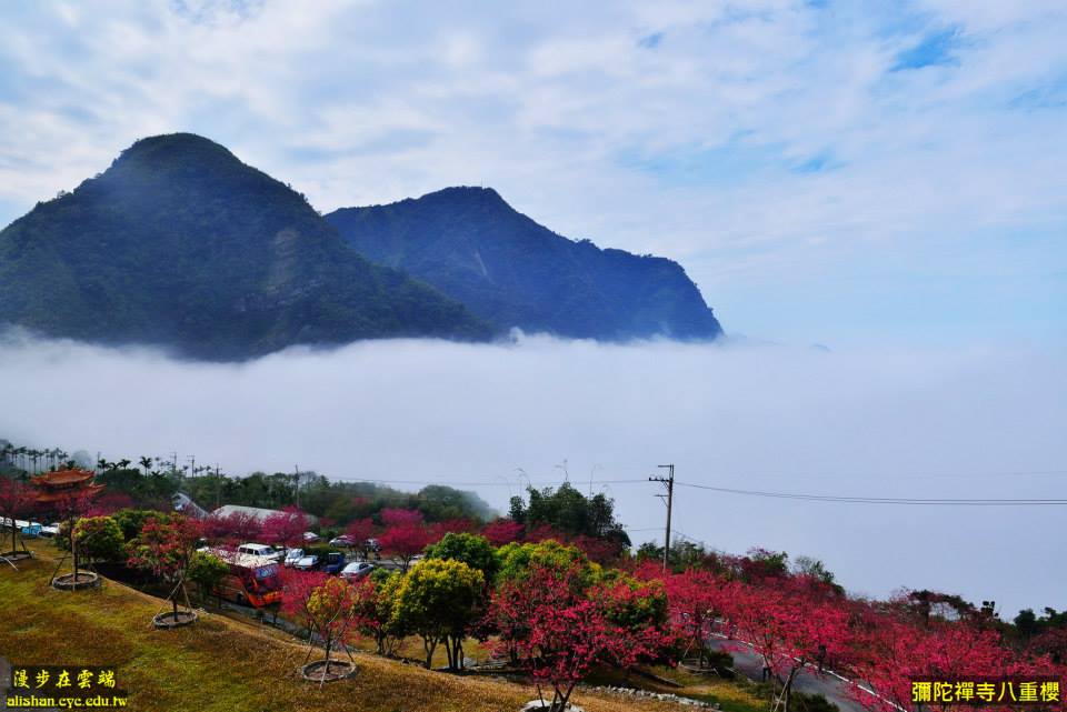 彌陀禪寺八重櫻盛開。(圖片提供／漫步在雲端的阿里山黃源明)