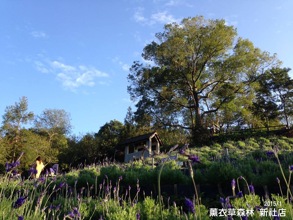 一起前往旅人的夢中森林看展覽。(圖片來源／薰衣草森林)