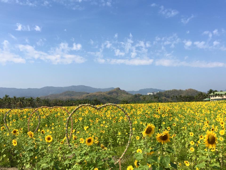 春遊高雄，遊賞美麗花海。(圖片來源／葵花迎賓滿杉林 日光真愛永福田)