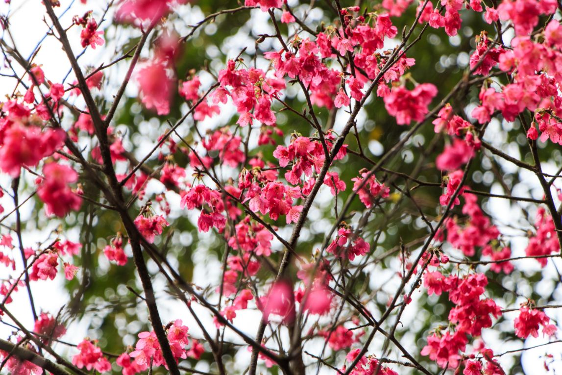 緋櫻盛開美景。(圖片來源／台北市大地處)