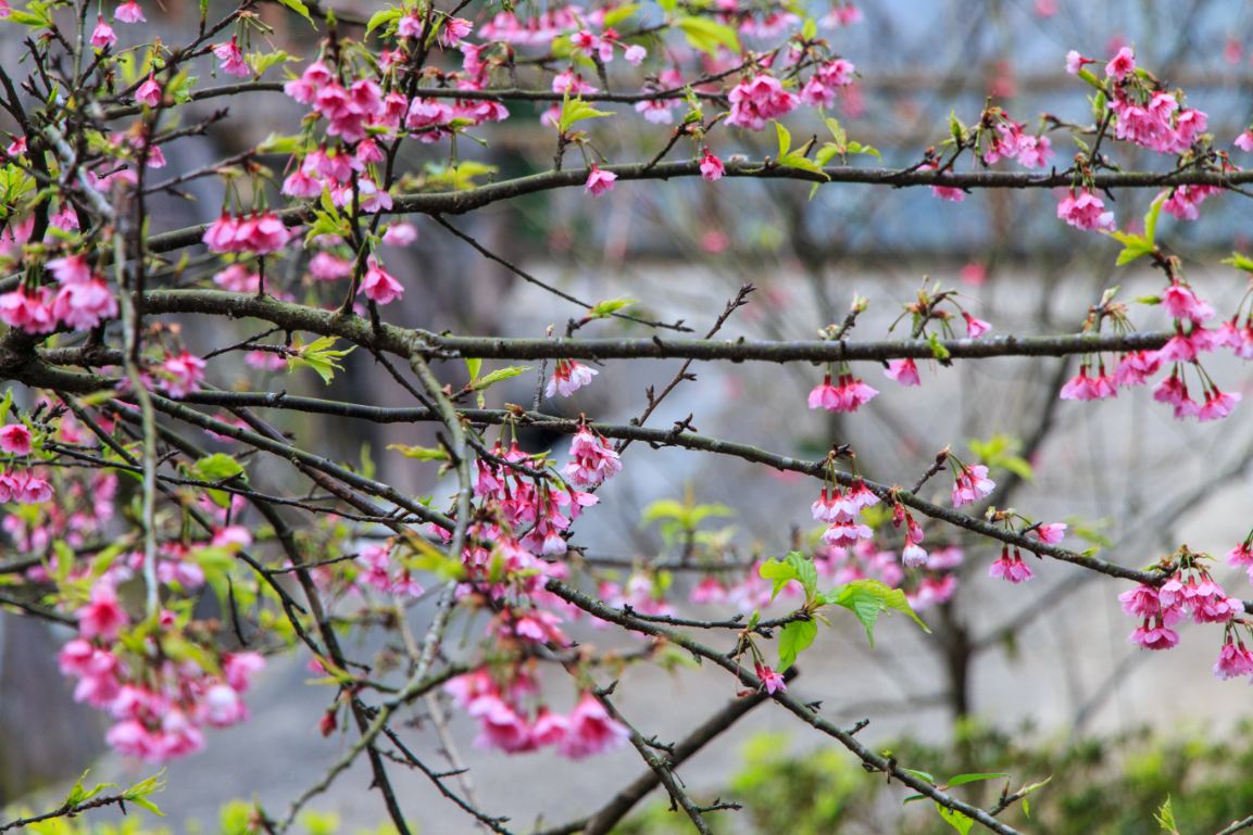 昭和櫻盛開美景。(圖片來源／台北市大地處)