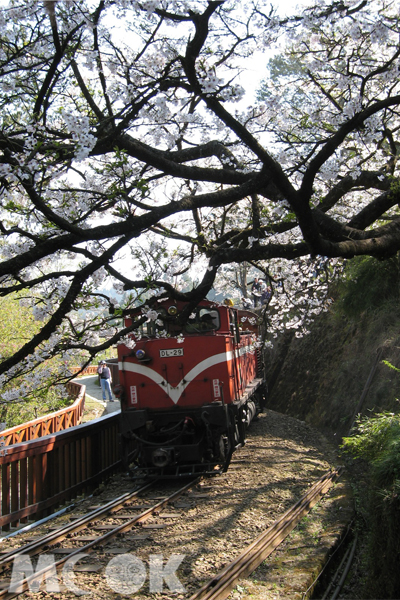 阿里山森林火車。(圖片提供／嘉義林管處)