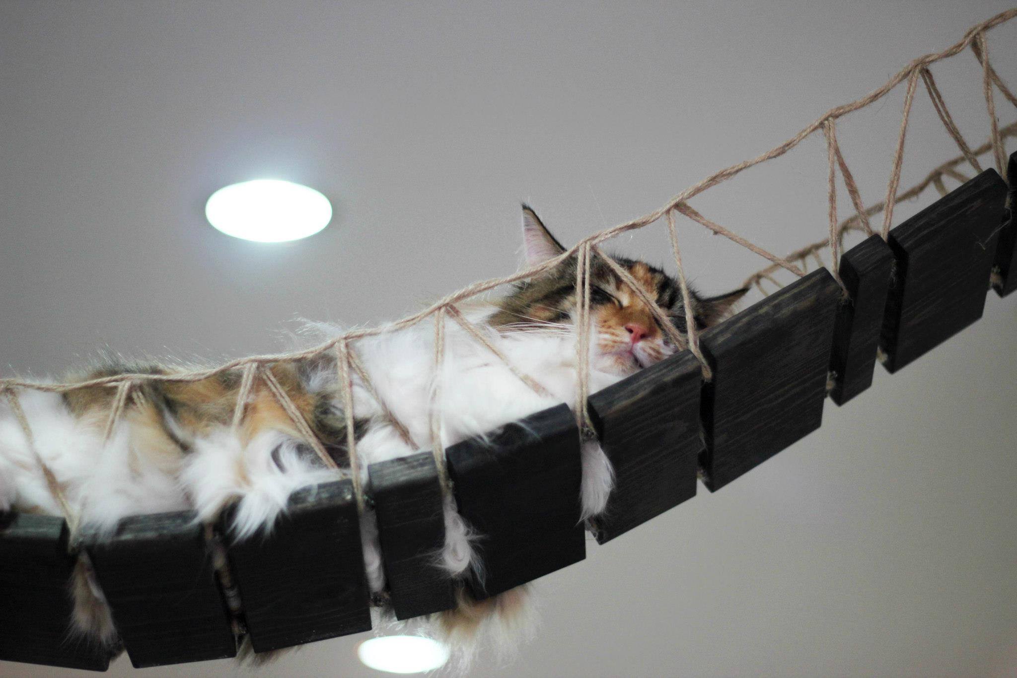 貓咪博物館有許多暫養的貓咪，供人進行認養。(圖片來源／The Cat Museum, Muses & Mansion of Singapore）