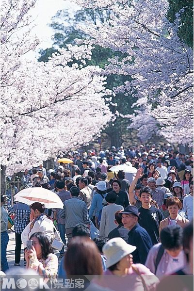 每到春天時節，櫻花盛開，姬路城總擠滿了許多前來賞櫻的遊客。(圖片提供／墨刻編輯部)
