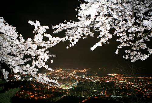 櫻花與夜景相映輝，呈現不一樣的美麗景色。(圖片來源／韓國觀光公社）